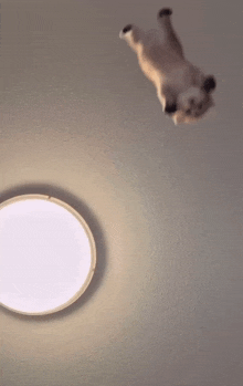 a cat is laying on its back on the ceiling near a light