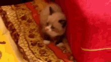 Cute Kitten Was Afraid GIF - Kitten Cat Cats GIFs