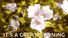 Good Morning Flowers GIF - Good Morning Flowers Great Morning GIFs