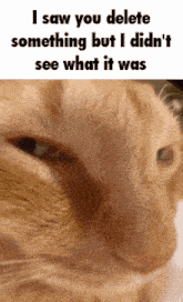 I Saw What You Deleted Cat GIF