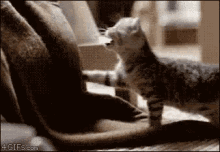 Kittens Cat GIF - Kittens Cat Cuddle GIFs