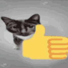 Cat Thumbs Up Fuck You GIF - Cat Thumbs Up Fuck You GIFs
