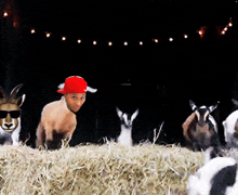 a goat wearing a red hat and sunglasses stands in front of a pile of hay