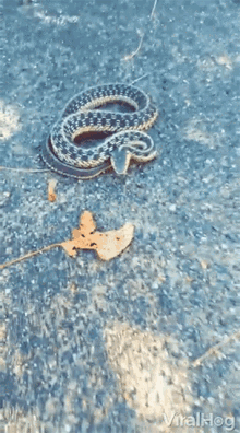 snake lunge defensive warn hiss