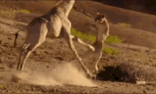 Giraffe Lion GIF - Giraffe Lion Trample GIFs