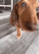 a brown dog is standing on a wooden floor and looking up at the camera .