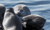 a group of seals are sitting on a rock in the water