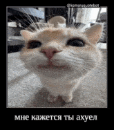 a picture of a cat in a frame with a caption in a foreign language