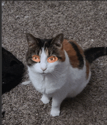 a calico cat sitting on a carpet with orange eyes