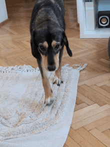 a dog standing on a rug with the letter c on the shelf in the background
