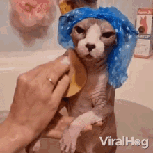 The Sphynx Cat Is Given A Bath Viralhog GIF - The Sphynx Cat Is Given A Bath Viralhog Shower Time For The Sphynx Cat GIFs
