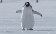 omw penguin
