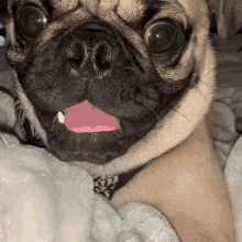Pug Ugly GIF - Pug Ugly Jumpscare GIFs
