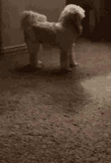 Toby Cute Puppy GIF - Toby Cute Puppy Dog GIFs