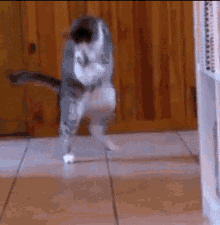 Crazy Cat GIF - Crazy Cat GIFs