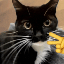 Michaspreen Spreenmicha GIF - Michaspreen Spreenmicha Cats GIFs