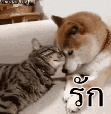 แมวหมา คลอเคลีย GIF - Cat Dog Cuddle GIFs