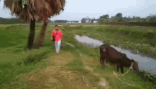 Scared Of Cow Scared Cow GIF - Scared Of Cow Scared Cow Scared Bull GIFs