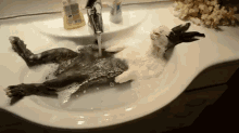 Chill Out, Dude GIF - Rabbits Bunnies Bath GIFs