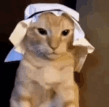 Habibi Cat Cat Habibi GIF