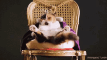 Queen Cat GIF - Queen Cat Chill GIFs