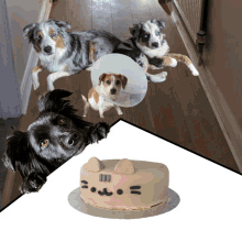 Dog Farm Birthday Toby Cooper Birthday GIF - Dog Farm Birthday Toby Cooper Birthday Happy Birthday James GIFs