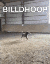 Billdhoop Billhoop GIF - Billdhoop Billhoop GIFs
