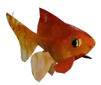 a red fish with a black eye and a white tail