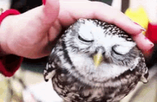 Sleepy Owl GIF - Sleepy Owl Go To Sleep GIFs
