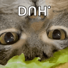 a close up of a cat 's face with the word dnh written on it