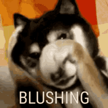 Blushing Shy GIF - Blushing Shy Dog GIFs