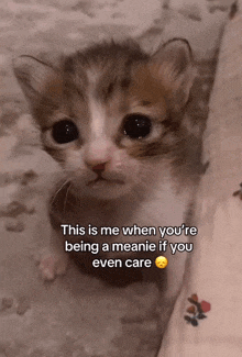 Cat Kitty GIF - Cat Kitty Real GIFs