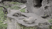 Otter'S Stone Handling Skills GIF - Otter Stone Play GIFs