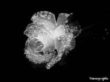 Rose Black And White GIF