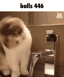 a cat is drinking water from a faucet that says balls 444 on the bottom