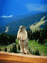 a groundhog standing on its hind legs in front of a mountain range
