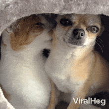 Interspecies Friendship Dog GIF