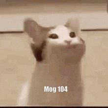 Mog Mog 104 GIF - Mog Mog 104 Mog 100 GIFs