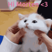 Hi Morten GIF