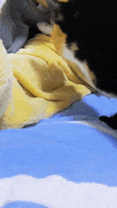 Cats GIF - Cats Cat GIFs
