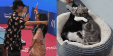 Spreen Gatos Spreen Cats GIF - Spreen Gatos Spreen Cats Sprncats GIFs