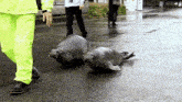 a couple of seals walking down a wet road