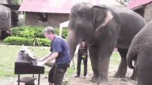 Elephant Play Piano GIF