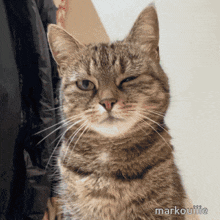 a close up of a cat 's face with the name markouille on the bottom