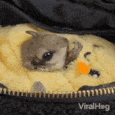 Nibble Flying Squirrel GIF