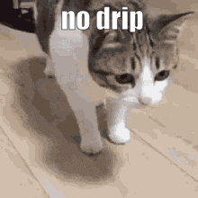 No Drip Cat GIF - No Drip Cat Falling GIFs
