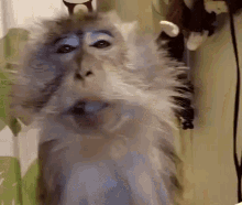 Monkey Brush GIF - Monkey Brush Closed Eye GIFs