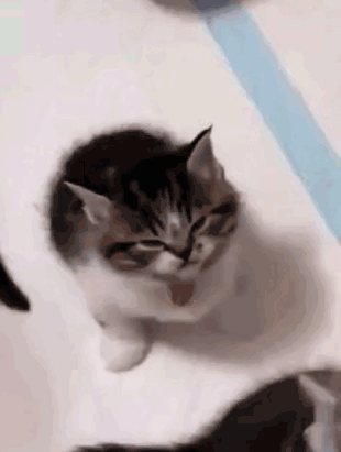 Angry Kitten GIFs