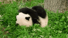 Panda On The Roll GIF