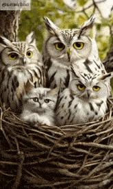 a group of owls sitting in a nest with a kitten
